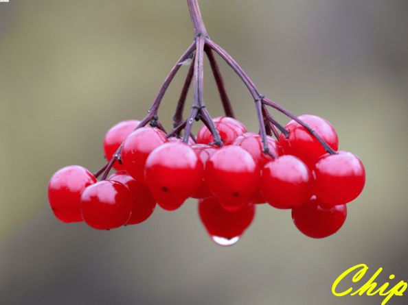 Калина красная