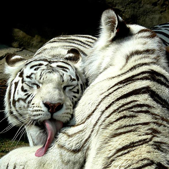 Гармонизация отношений ))